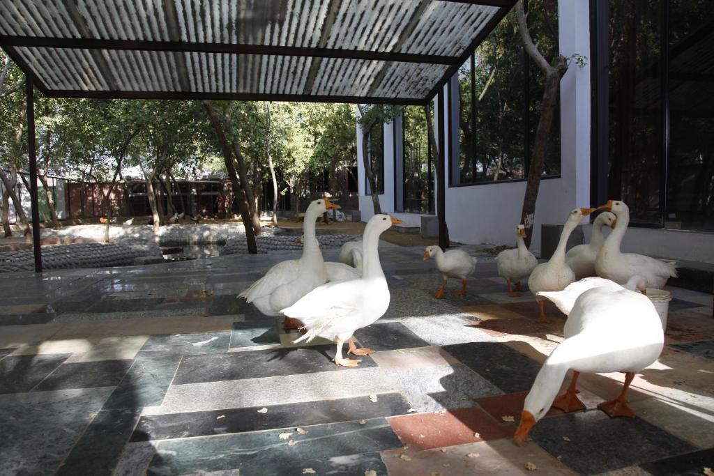 Woods Jaipur